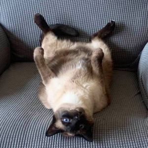 Meet your Posher, Raylene